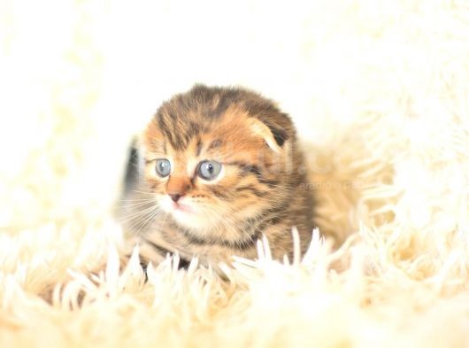 Black Golden Tabby Scottish Fold görsel