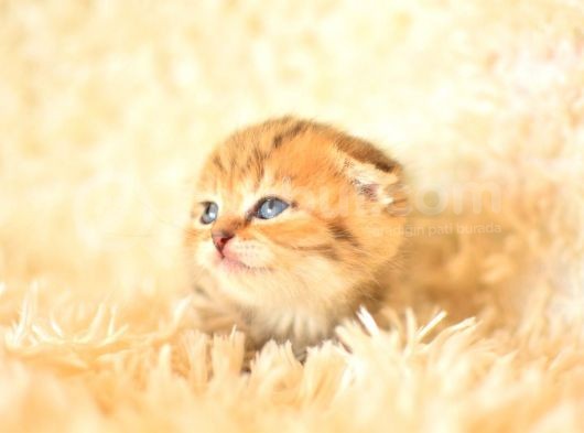 Golden Tabby Scottish Fold