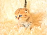 Golden Tabby Scottish Fold