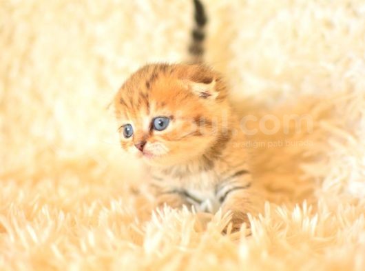 Golden Tabby Scottish Fold görsel
