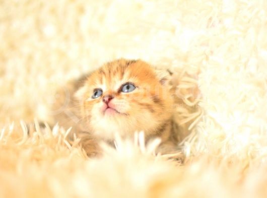 Golden Tabby Scottish Fold görsel