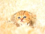 Golden Tabby Scottish Fold
