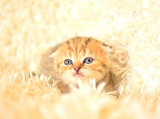 Golden Tabby Scottish Fold görsel