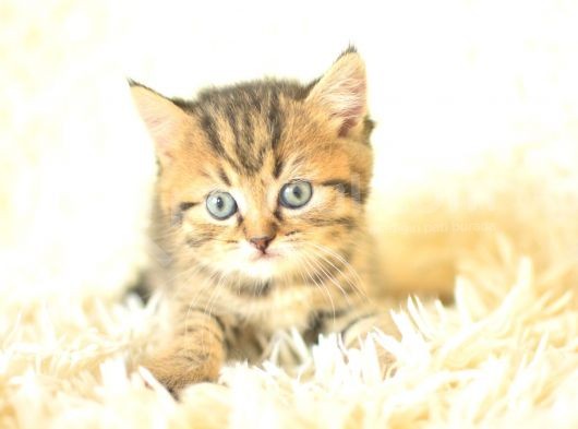 Golden Tabby British Shorthair görsel