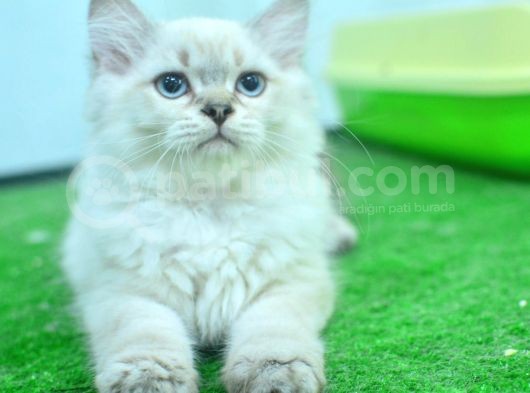 Full Şecereli Lynxpoint British Longhair Yavrular görsel