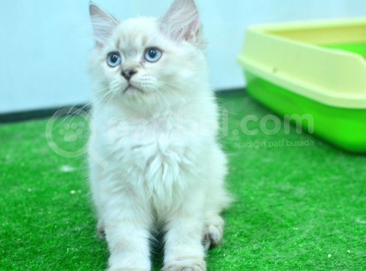 Full Şecereli Lynxpoint British Longhair Yavrular görsel