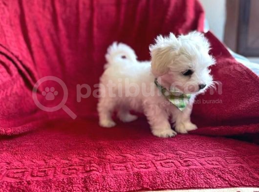 Minik Maltese Terrier görsel