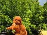 Tüy Dökülmesi Olmayan Toy Poodle Yavrularımız