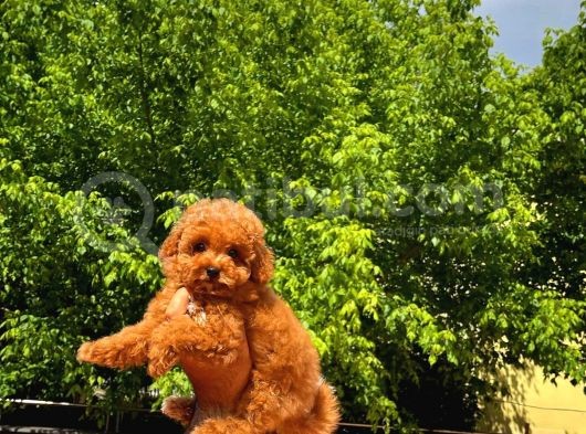 Tüy Dökülmesi Olmayan Toy Poodle Yavrularımız görsel