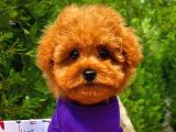 Tüy Dökülmesi Olmayan Toy Poodle Yavrularımız