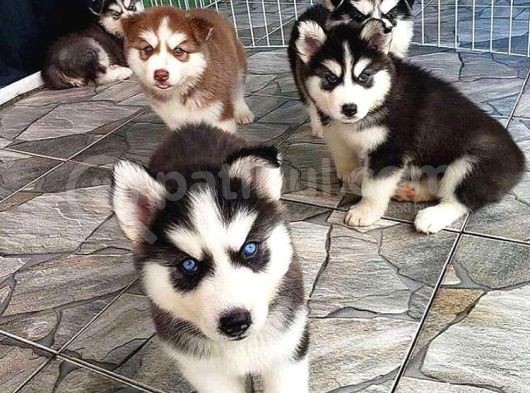 Orji̇nal Husky Yavrularımız