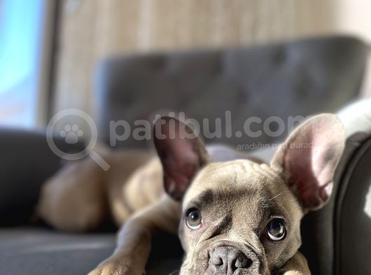 Fawn Blue French Bulldog görsel