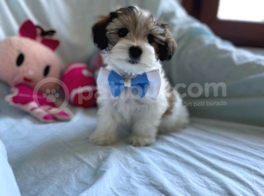 Yakışıklı Morkie görsel
