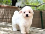 Sevimli Maltese Terrier