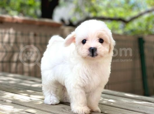 Sevimli Maltese Terrier görsel