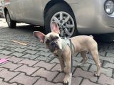 Fawn Blue French Bulldog
