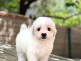 Sevimli Maltese Terrier