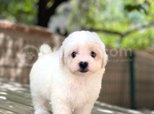 Sevimli Maltese Terrier görsel