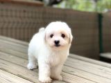 Sevimli Maltese Terrier