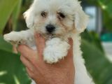 Beyaz Mini Terrier Yavrular