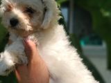 Beyaz Mini Terrier Yavrular