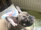 Fawn Blue French Bulldog