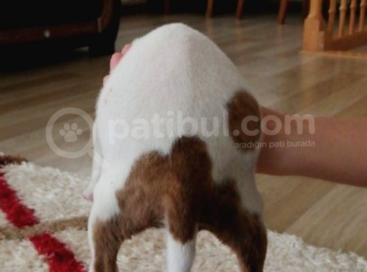 Pitbul 2 Aylık
