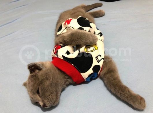 Orjinal Irk Scottish Fold 5 Aylık Kedi görsel