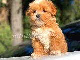 F2 Malti̇poo Yavrularimiz Irk Garanti̇li̇