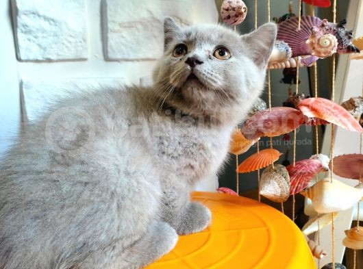 Scottish Fold görsel