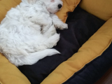 0 Numara 2,5 Aylık Maltipoo