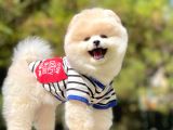 Ayıcık Sevimli Boo Pomeranian Yavrular