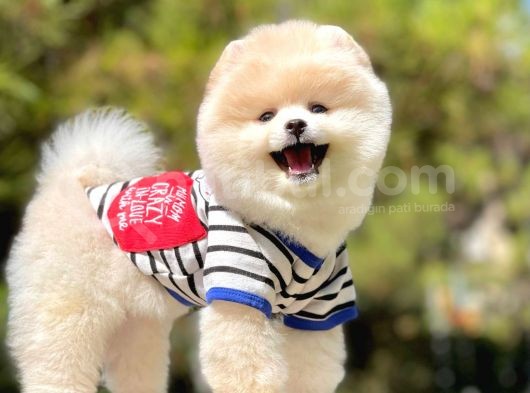 Ayıcık Sevimli Boo Pomeranian Yavrular görsel