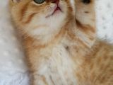 Britişh Shorthair Full Üretim Secereli Tabby Erkek