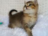 Britişh Shorthair Full Üretim Secereli  Dişi Ny 25