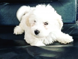 0 Numara 2,5 Aylık Maltipoo