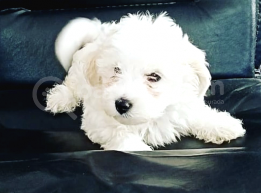 0 Numara 2,5 Aylık Maltipoo görsel