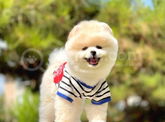 Ayıcık Sevimli Boo Pomeranian Yavrular görsel
