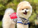 Ayıcık Sevimli Boo Pomeranian Yavrular