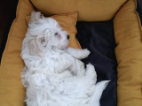 0 Numara 2,5 Aylık Maltipoo