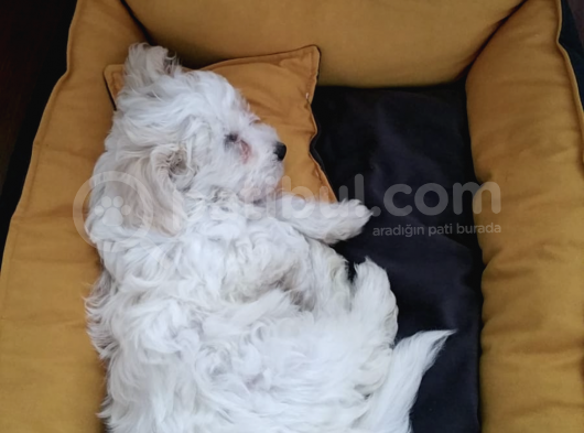 0 Numara 2,5 Aylık Maltipoo görsel