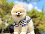 Ayıcık Sevimli Boo Pomeranian Yavrular