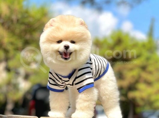 Ayıcık Sevimli Boo Pomeranian Yavrular görsel