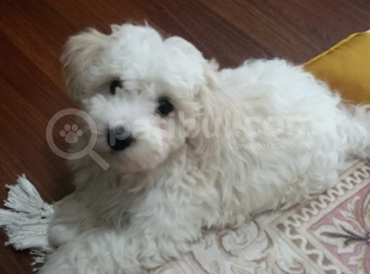 0 Numara 2,5 Aylık Maltipoo