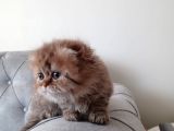 Veteriner Kontrollü Aşılı Scottish Longhair Dişi Yavru