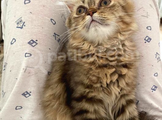 Veteriner Kontrollü Aşılı Scottish Longhair Dişi Yavru görsel