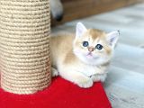 Full Şecereli Wcf Cattery’den Ny12 Scottish Straight