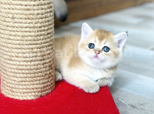Full Şecereli Wcf Cattery’den Ny12 Scottish Straight görsel