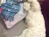 Terrier Maltese