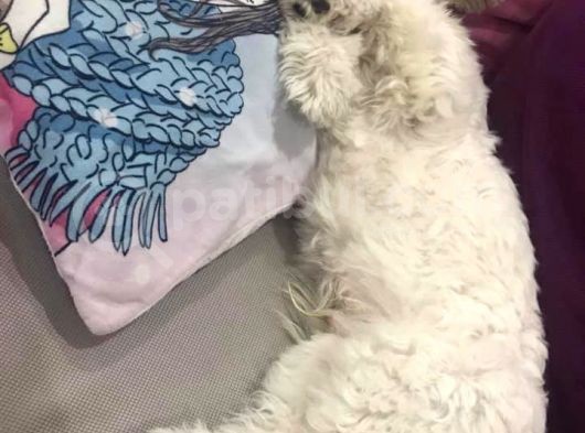Terrier Maltese görsel